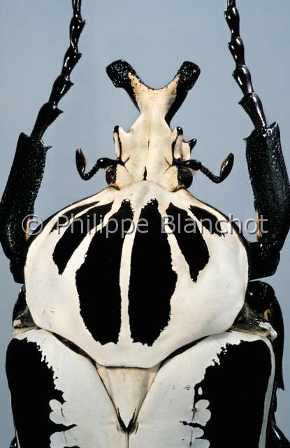 Goliathus regius.JPG - Goliathus regius (Portrait)GotiathGoliath beetleColeoptera - Scarabaeidae - CetoniinaeCote d'Ivoire